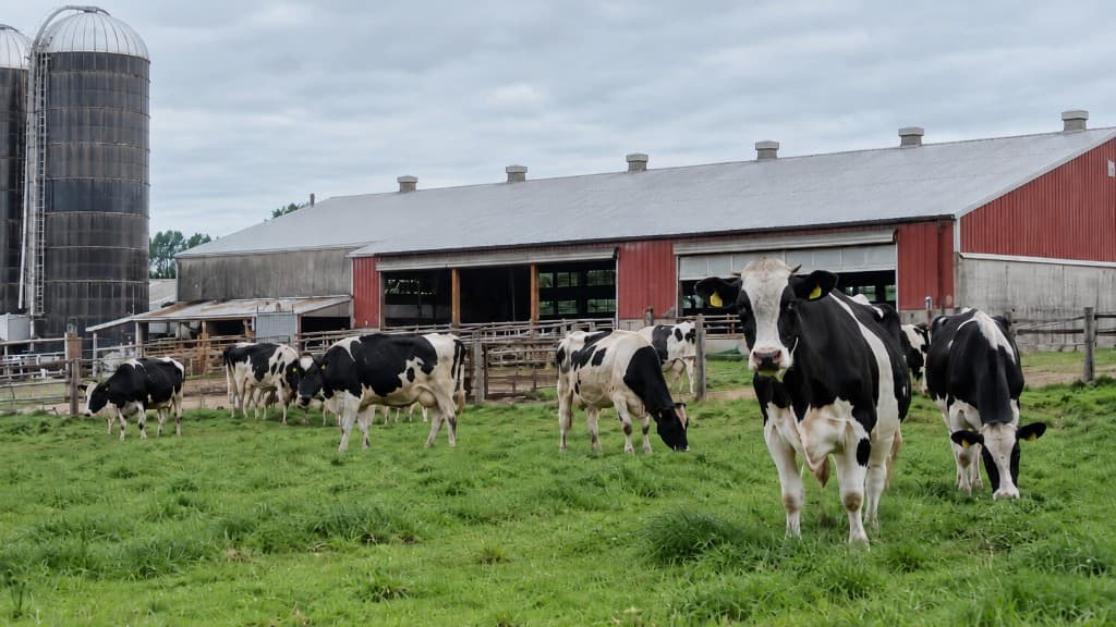 Holstein dairy cows grazing in a green pasture in front of a red barn and silos